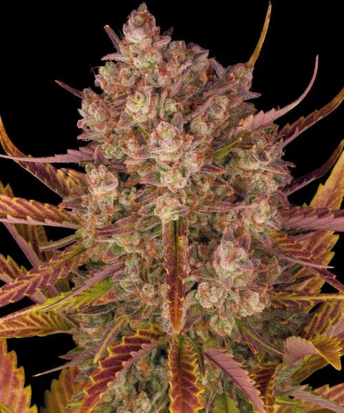 Dos Si Dos 33 Auto - 3 Seeds Dos Si Dos 33 Auto - 3 Seeds